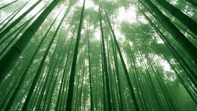 爱情格言经典